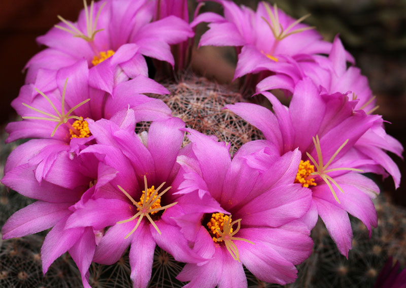 Mammillaria marnieriana